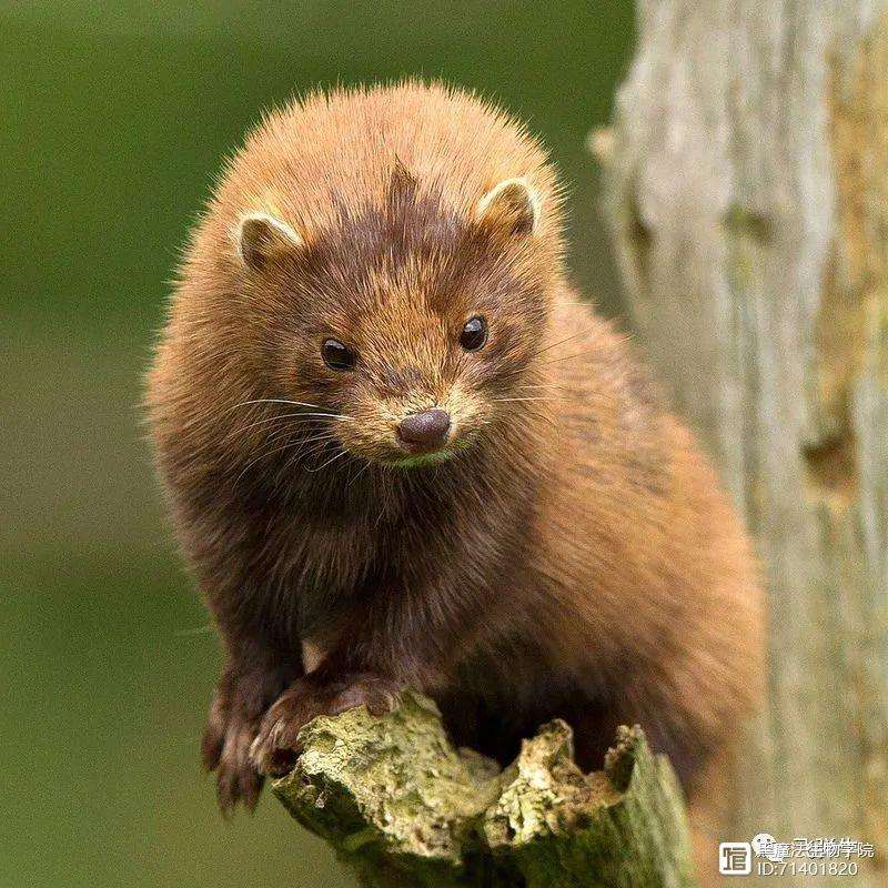 【美爆发水貂新冠疫情,水貂皮毛质检报告图片】