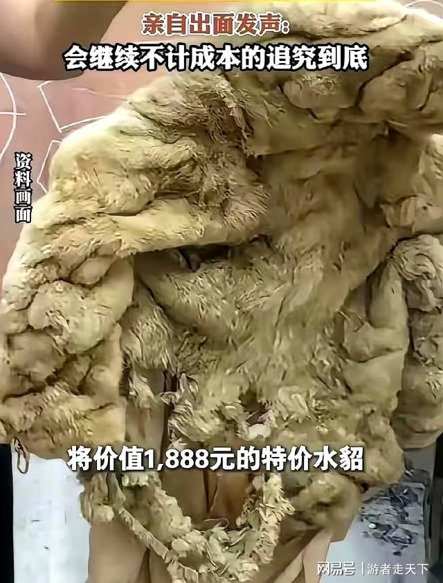 【美爆发水貂新冠疫情,水貂皮毛质检报告图片】