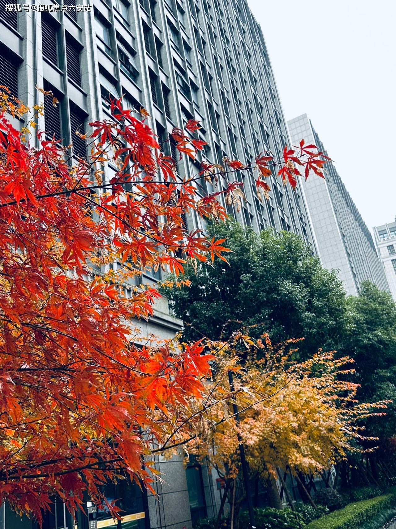 西溪美岸疫情最新消息通知】