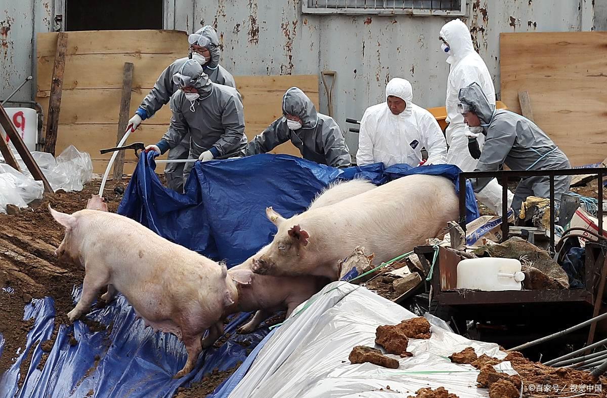 【最新非洲猪瘟疫情