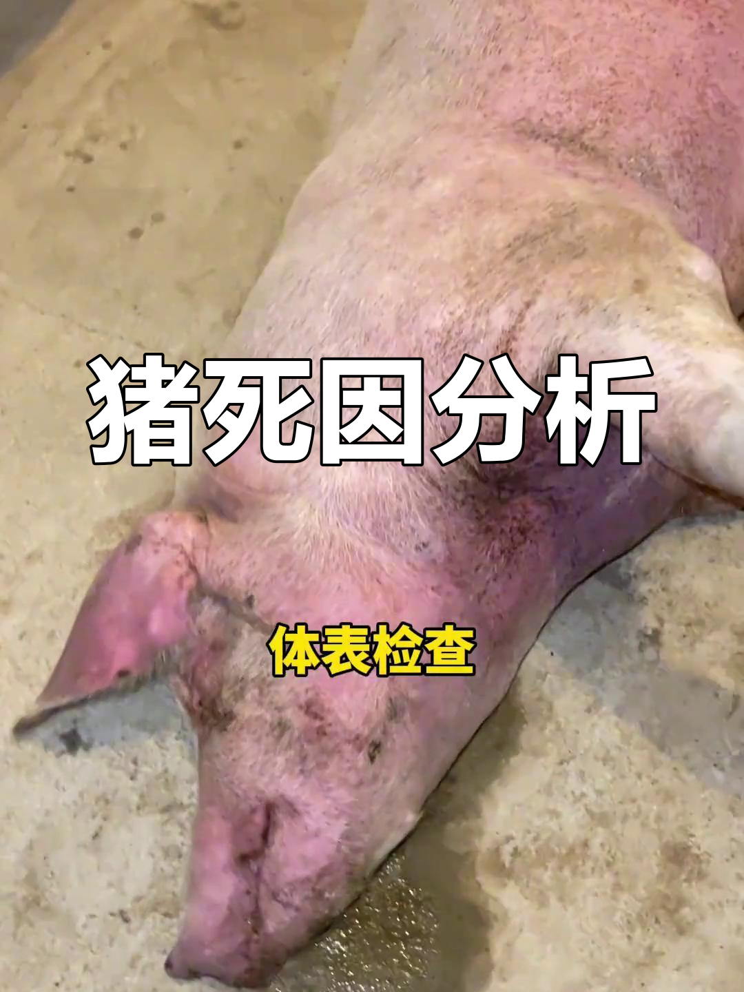 【猪疫情最新消息