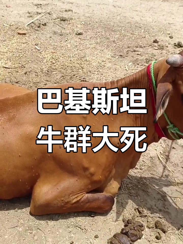 【巴基斯坦疫情_巴基斯坦疫情情况】