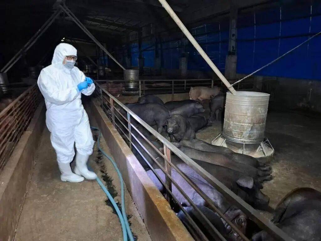 【猪瘟疫情_猪瘟疫情最近情况】