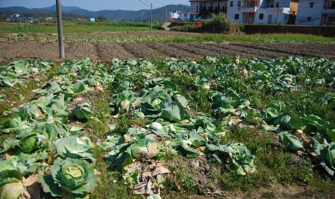 【绿色青浦区疫情,为什么绿色青浦app下载后打不开】