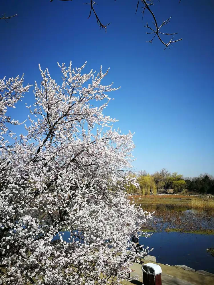 【疫情下的春天/疫情下的春天作文300字】