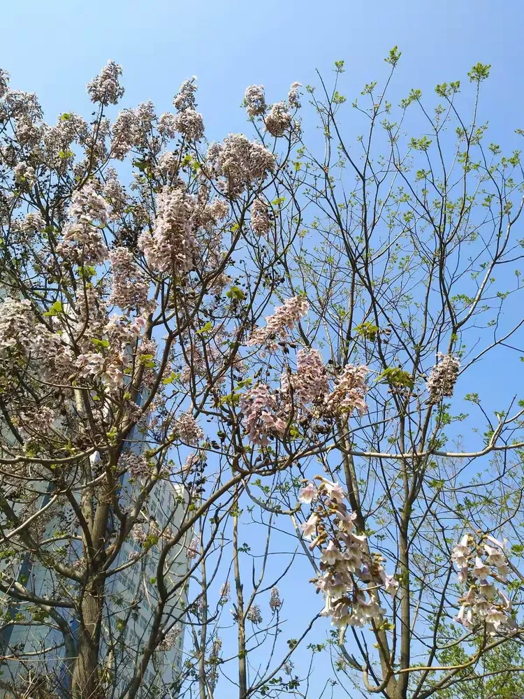 【疫情下的春天/疫情下的春天作文300字】