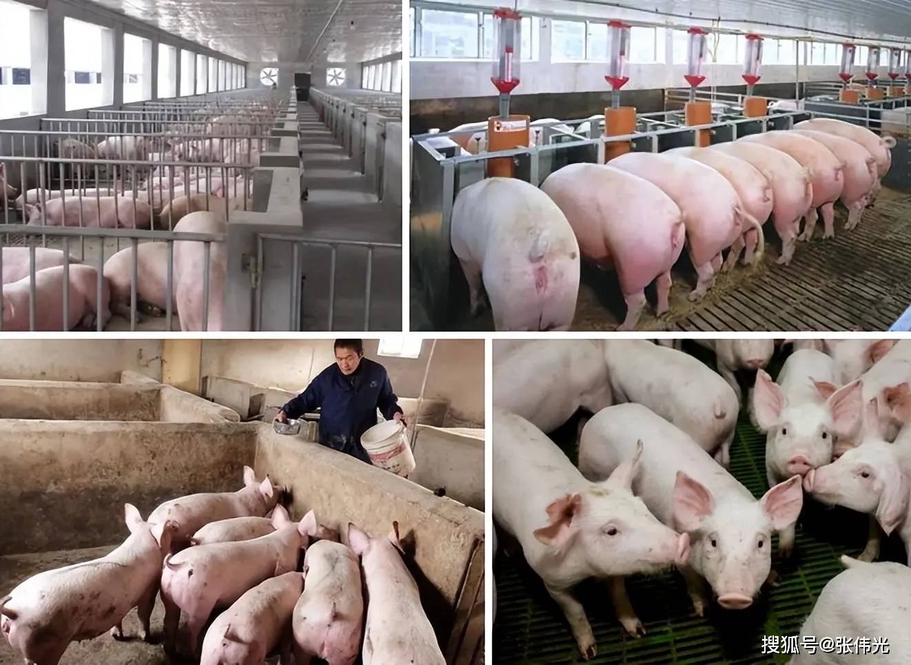 【河南生猪疫情_河南生猪疫情最新消息】 【河南生猪疫情_河南生猪疫情最新消息】