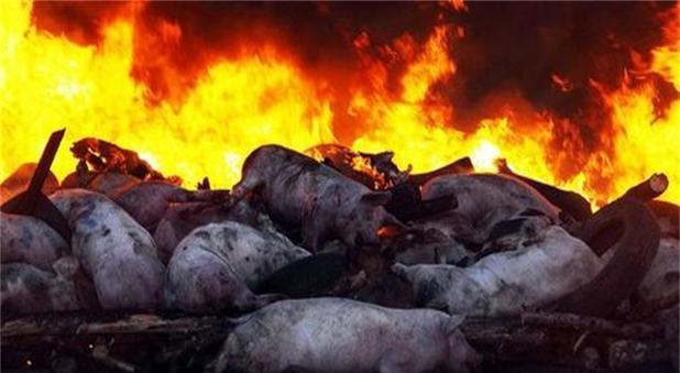 猪瘟疫情最近情况】