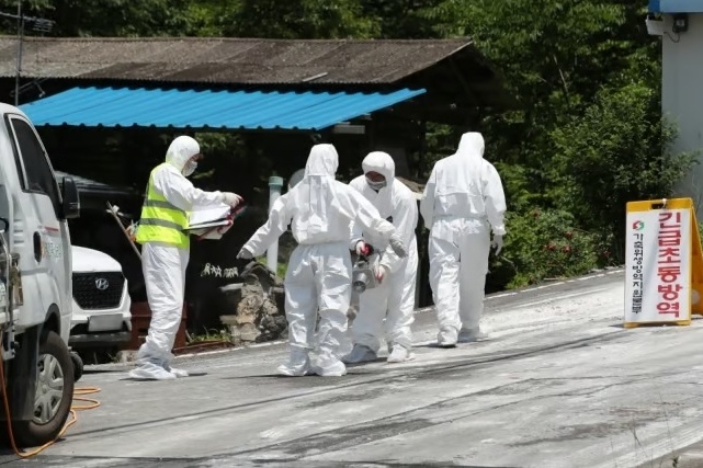 猪瘟疫情最近情况】