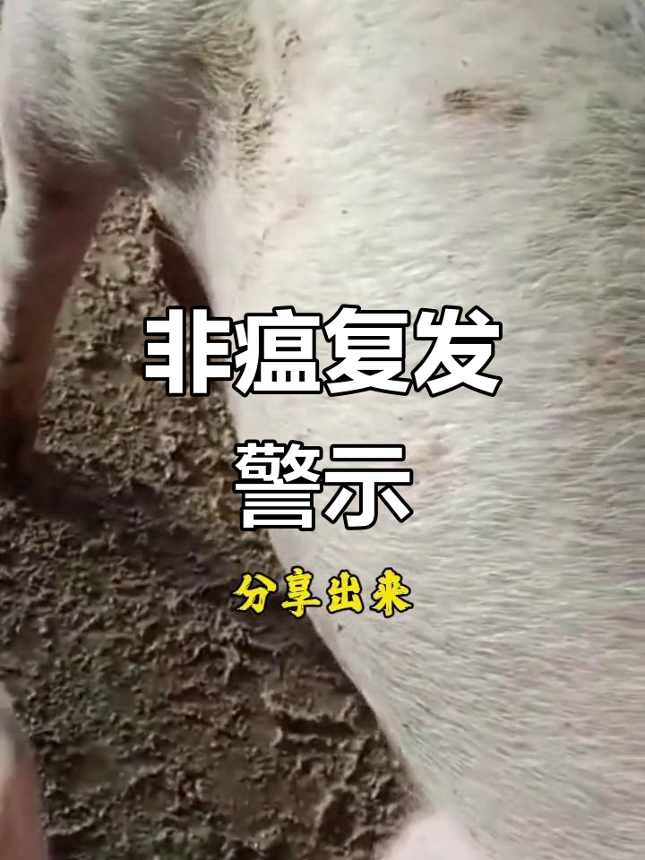【猪瘟疫情新闻 【猪瘟疫情新闻