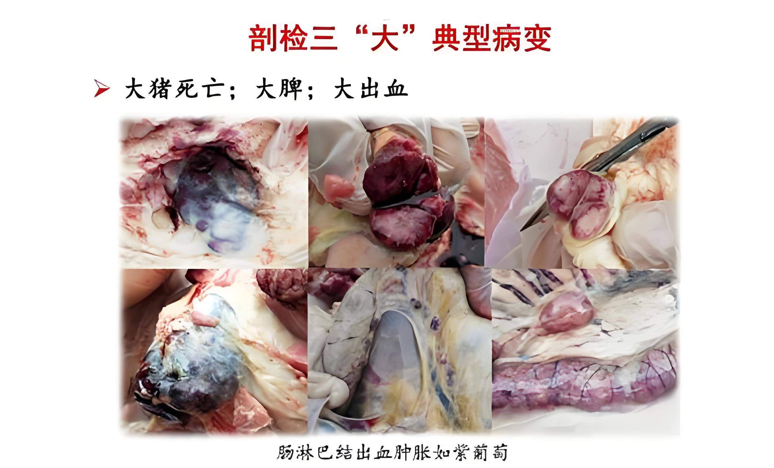 【猪非洲猪瘟疫情，三部门非洲猪瘟防控形势十分严峻 疫情已在17省份】