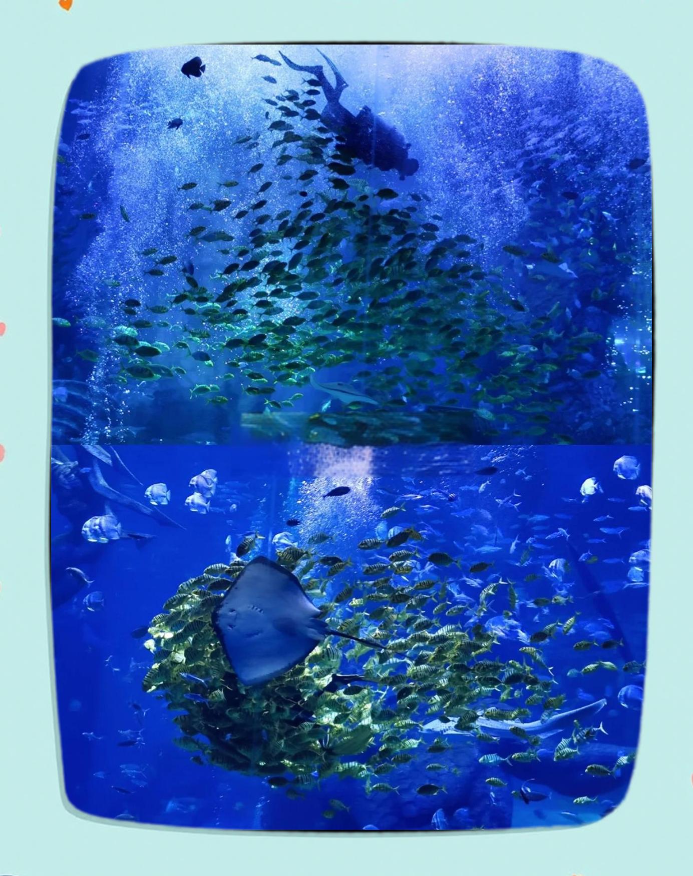 【北京海洋馆疫情 【北京海洋馆疫情