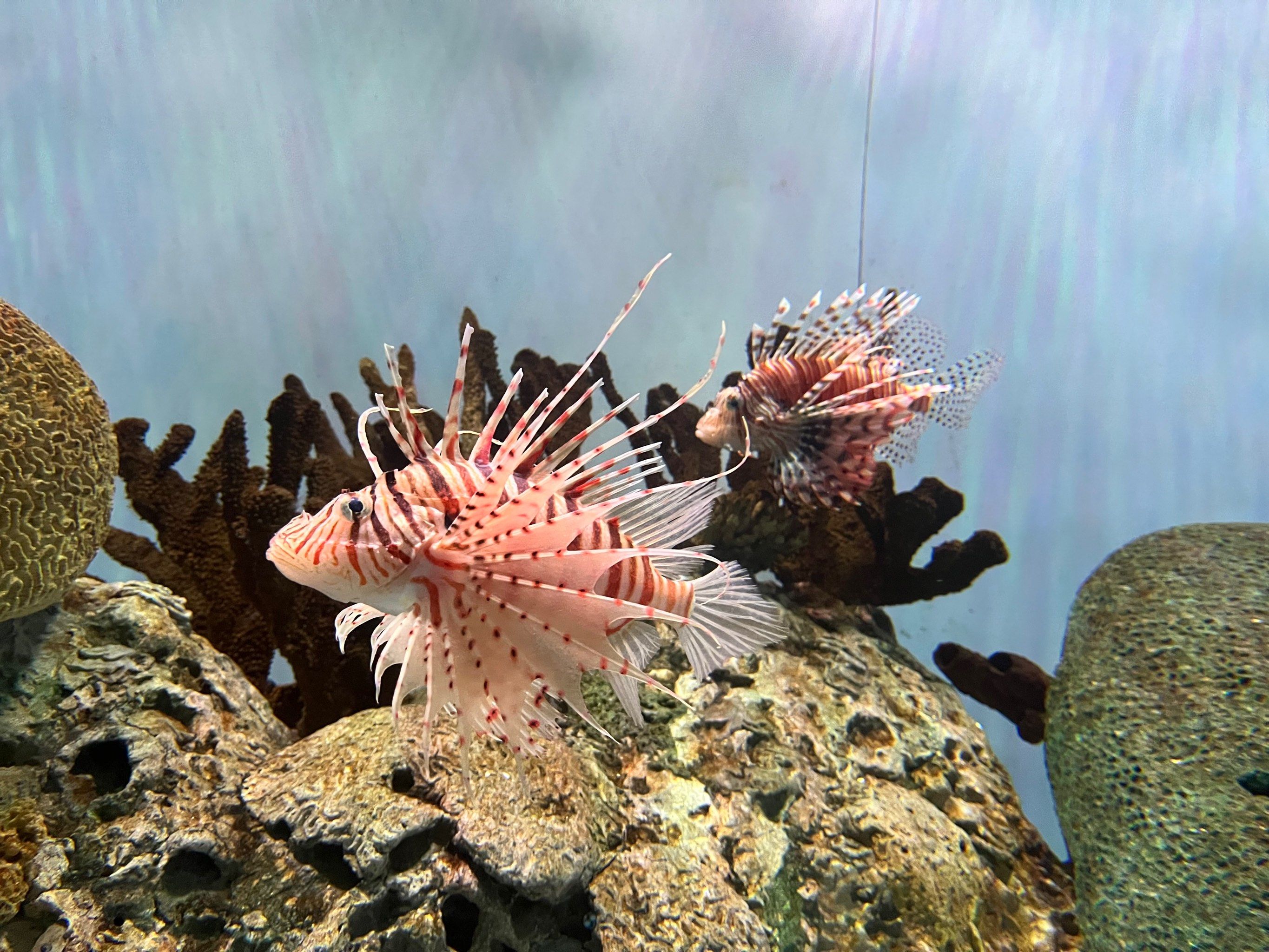 【北京海洋馆疫情 【北京海洋馆疫情