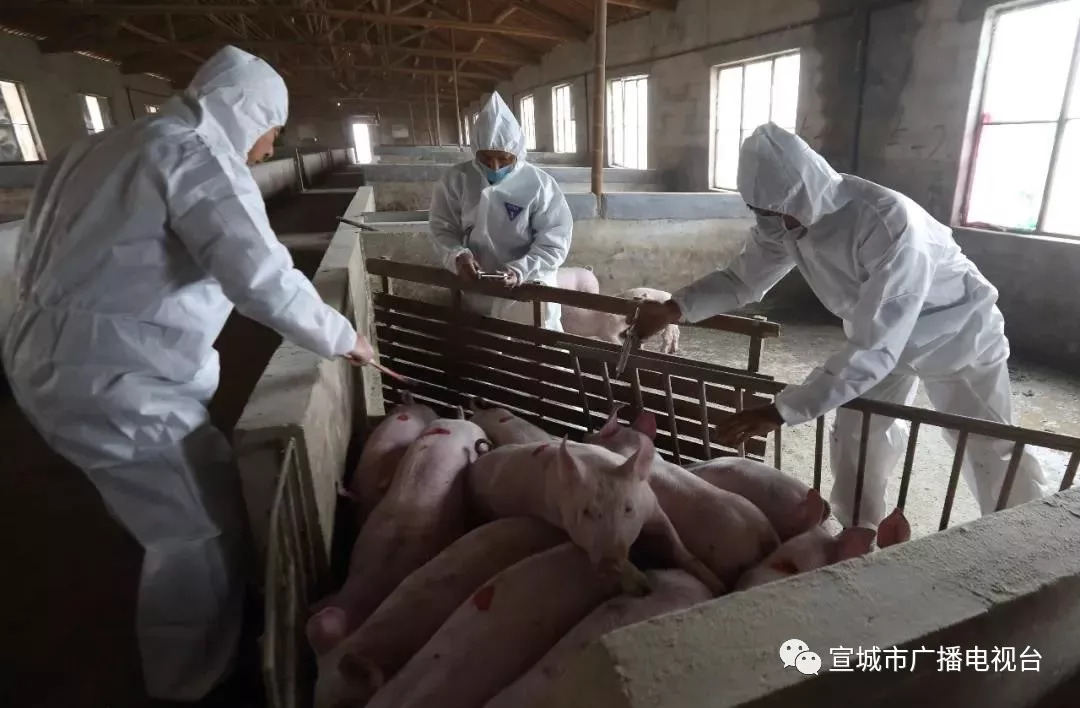 【安徽猪瘟疫情_安徽猪瘟疫情最新情况】