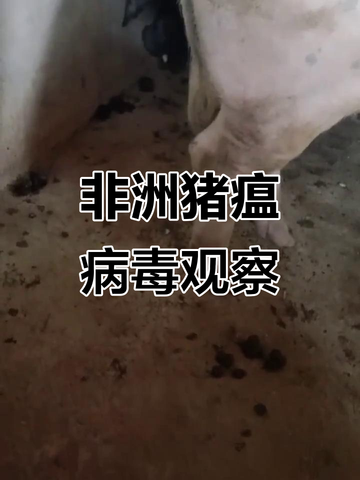 【安徽猪瘟疫情_安徽猪瘟疫情最新情况】