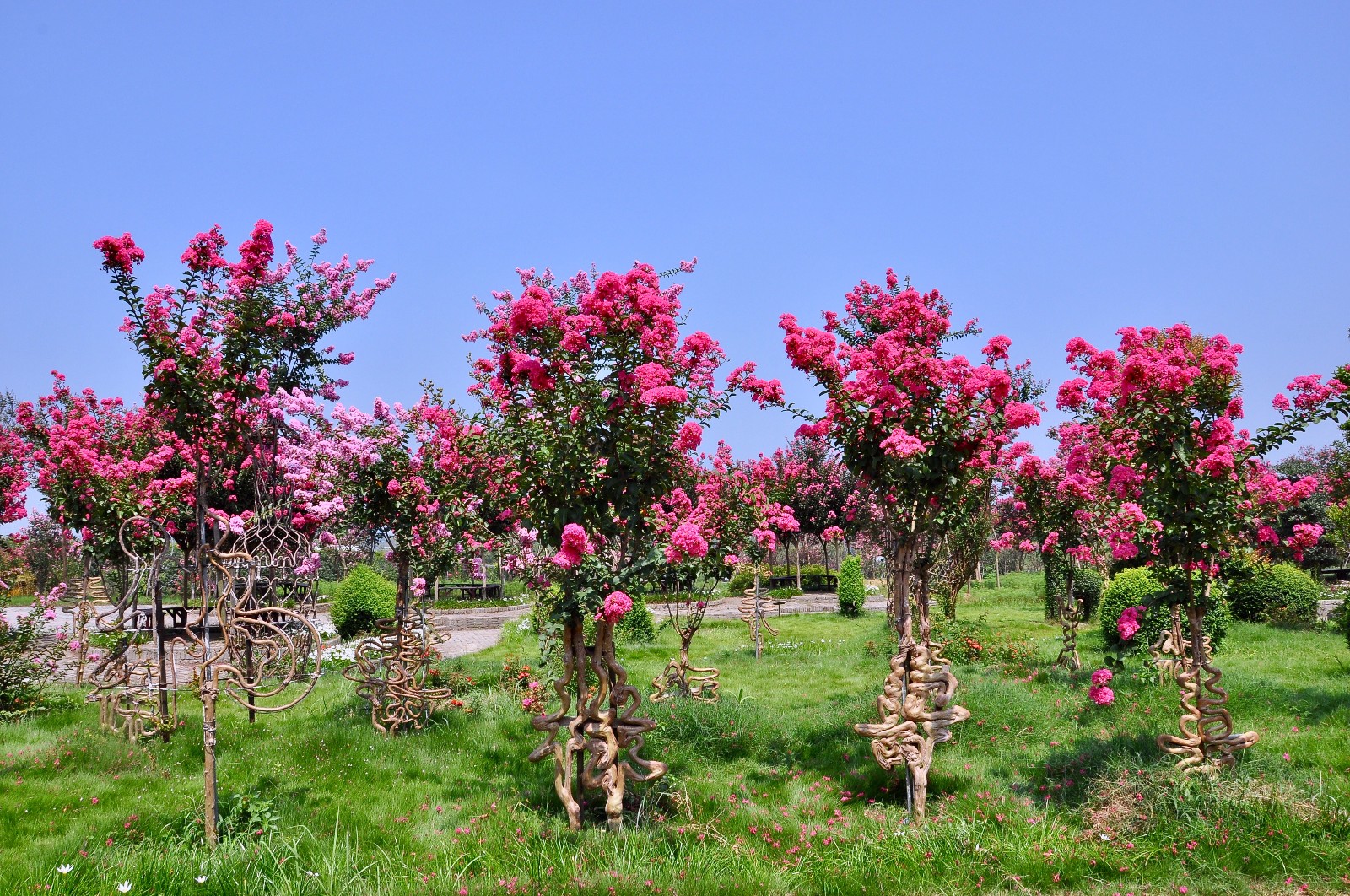【紫薇都市田园疫情,紫薇都市田园好不好玩】